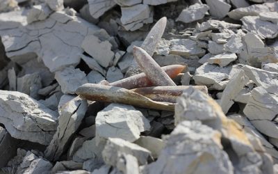 Estudio de la recuperación de metales pesados procedentes de aguas y suelos contaminados.